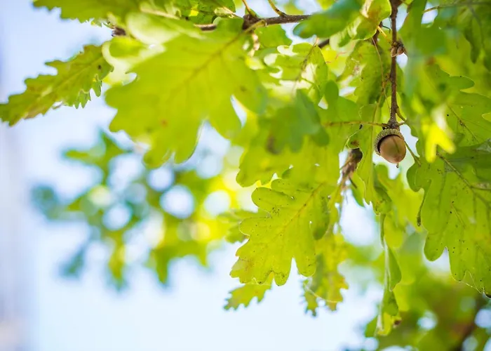 La Magnanella - Luxury Bed & Breakfast Fornovo di Taro